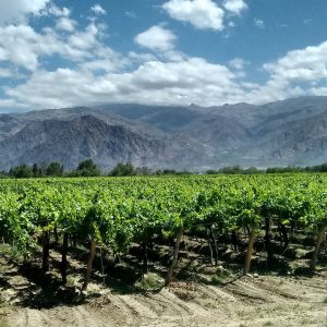 Découvrez l'Argentine du vin avec IRIS EVENT. Les vignobles argentins